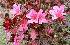 101216-sikisaki2.jpg(7319 byte)