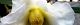 101222-tubaki-s.jpg(1415 byte)