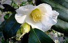 枝に萼を残して花弁が落ちた。'10.12.22.