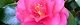 101225-kantubaki-s.jpg(1459 byte)