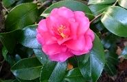101225-kantubaki.jpg(7530 byte)