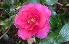 101225-kantubaki2.jpg(5109 byte)