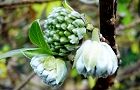 101225-mitumata.jpg(5520 byte)