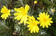 101226-yuriopusu.jpg(10674 byte)