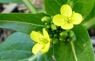 101227-asupana.jpg(6326 byte)