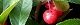 101230-itiryo-s.jpg(1578 byte)