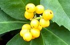 101230-senryo.jpg(4653 byte)