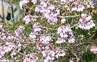 110105-jyanome.jpg(8294 byte)