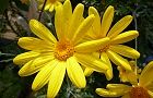 110105-yuriopusu.jpg(6145 byte)