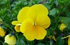 110106-panji2.jpg(4981 byte)