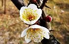110105-hakubai.jpg(5683 byte)
