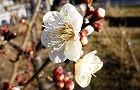 110107-hakubai.jpg(5536 byte)