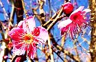 110108-koubai.jpg(8143 byte)