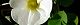 110119-huyou-s.jpg(1489 byte)