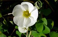 110119-huyou.jpg(6900 byte)