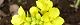 110125-nanohana-s.jpg(1589 byte)