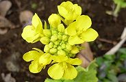 110125-nanohana.jpg(7736 byte)