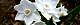 110127-suisen-s.jpg(1646 byte)