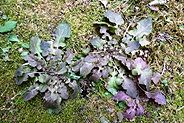 110202-rozetto.jpg(13606 byte)