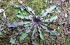 110202-rozetto3.jpg(8445 byte)
