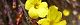 110207-oubai-s.jpg(1637 byte)