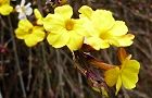 110207-oubai3.jpg(5302 byte)