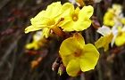 110207-oubai4.jpg(4897 byte)