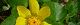 110208-himetuwa-s.jpg(1503 byte)