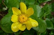 110208-himetuwa.jpg(6590 byte)