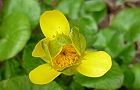 110208-himetuwa2.jpg(4280 byte)