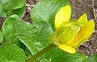 110208-himetuwa3.jpg(5316 byte)