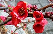 110209-kusaboke.jpg(9184 byte)