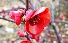 110209-kusaboke2.jpg(4946 byte)