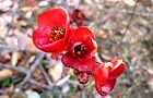 110209-kusaboke3.jpg(5664 byte)