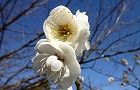 110214-ume-yae.jpg(5159 byte)