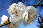 110214-ume-yae2.jpg(5269 byte)