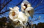 110214-ume-yae3.jpg(6231 byte)