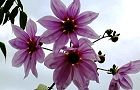091116-daria2.jpg(5457 byte)