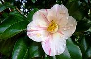 110218-haniri.jpg(7486 byte)