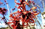 110218-mansaku.jpg(10812 byte)