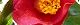 110218-tubaki-s.jpg(1536 byte)