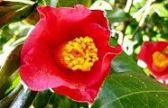 110218-tubaki.jpg(9101 byte)