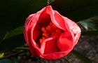 110219-tubaki.jpg(3853 byte)