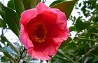 110219-tubaki2.jpg(6228 byte)