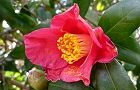 110219-tubaki3.jpg(5573 byte)