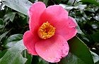 110220-tubaki2.jpg(5742 byte)