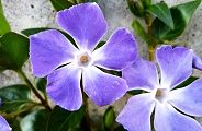 110222-nitiniti.jpg(8124 byte)