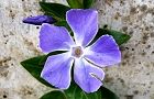 110222-nitiniti2.jpg(5875 byte)