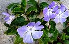 110222-turu3.jpg(7008 byte)