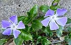 110222-turu4.jpg(7367 byte)